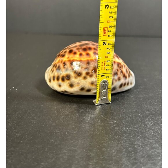 Vintage Tiger Cowrie Shell Cypraea Tigris Spotted Seashell Nautical Beach Decor - Picture 8 of 8